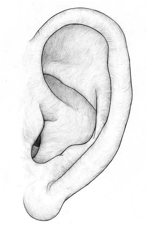 Draw an angled line in the top right corner, the hole of the ear will be on the left side so this is the outer edge of the ear. Step 3. Large Curve. Draw a curving line from the bottom right of the previous line, down towards the bottom left. Don’t connect this line completely to the left edge because we want to leave some room for the ...